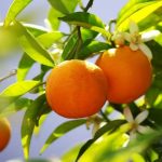 مراسم عروسی درخت نارنج